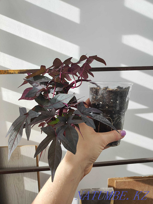 Ipomoea yam, blooming Almaty - photo 1