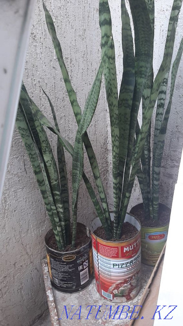 Sansilveria giant 2500 tenge each Shymkent - photo 1