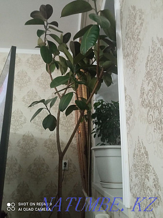 Sell ficus 14-year-old Кайтпас - photo 3