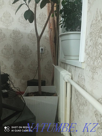 Sell ficus 14-year-old Кайтпас - photo 2