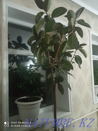 Sell ficus 14-year-old Кайтпас - photo 1