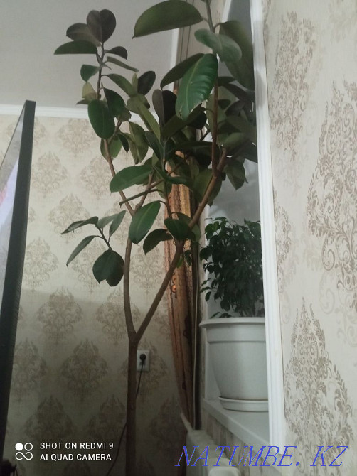 Sell ficus 14-year-old Кайтпас - photo 3