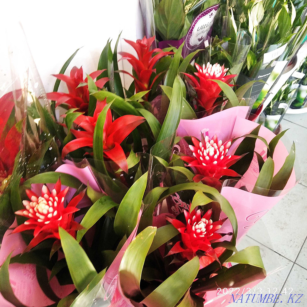 Houseplants Almaty - photo 4