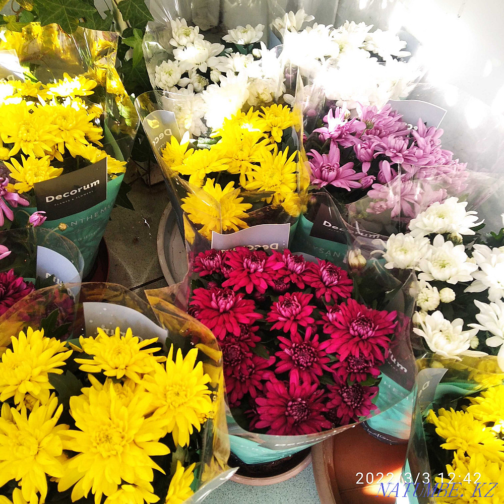 Houseplants Almaty - photo 1