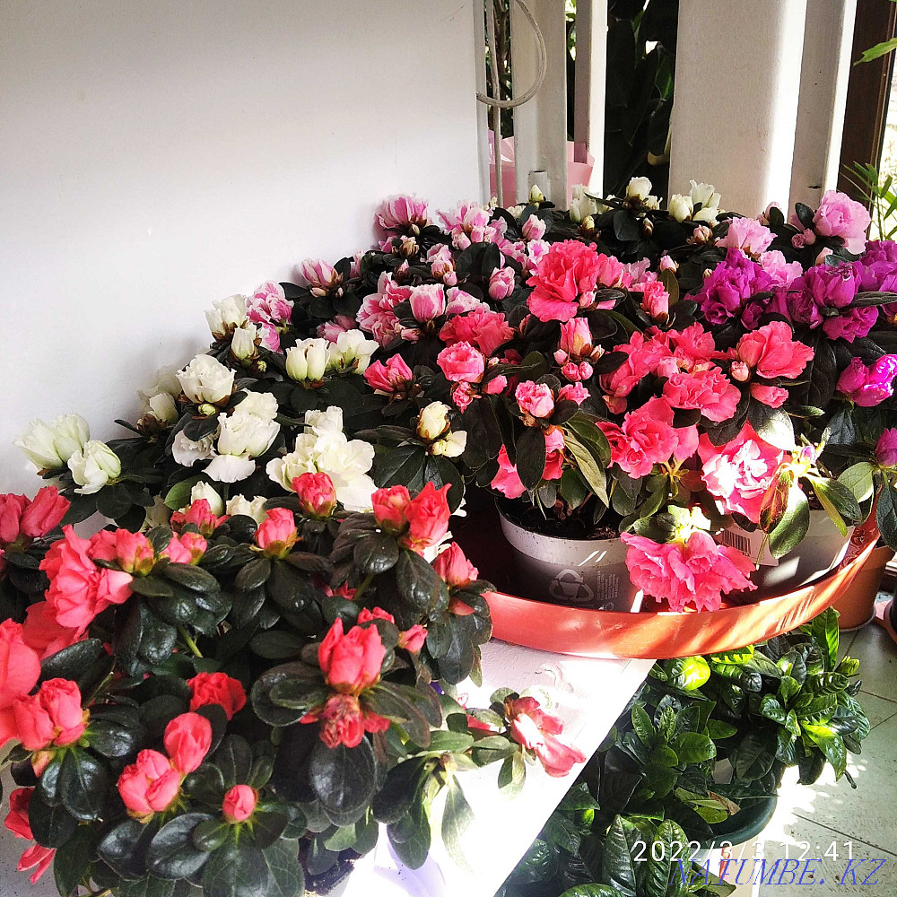 Houseplants Almaty - photo 8