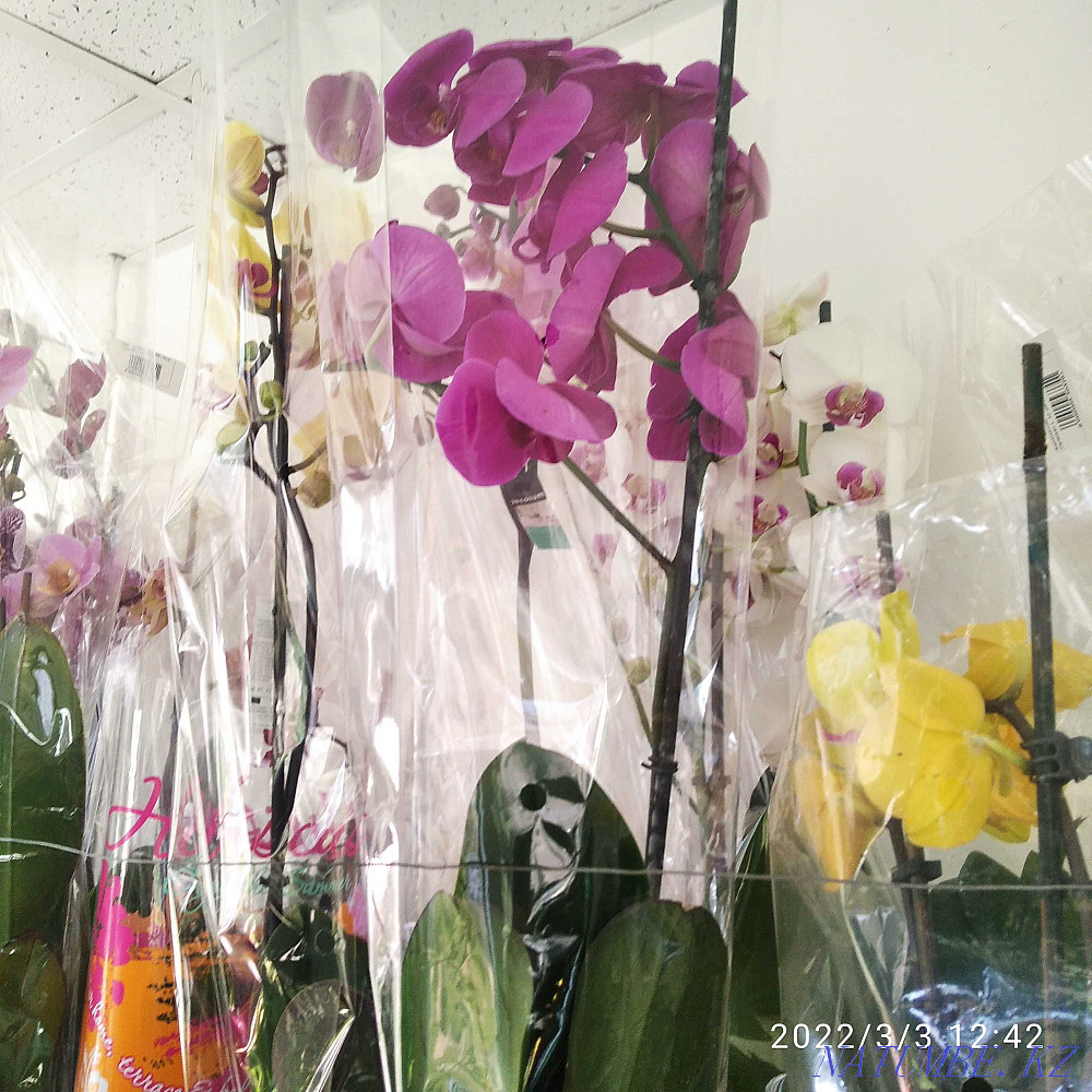 Houseplants Almaty - photo 2