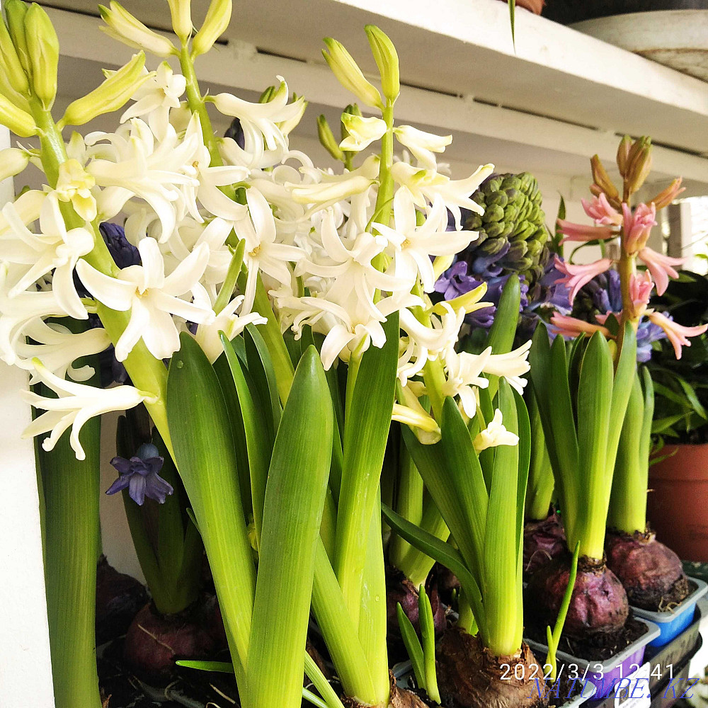 Houseplants Almaty - photo 7