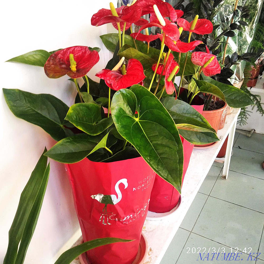 Houseplants Almaty - photo 3