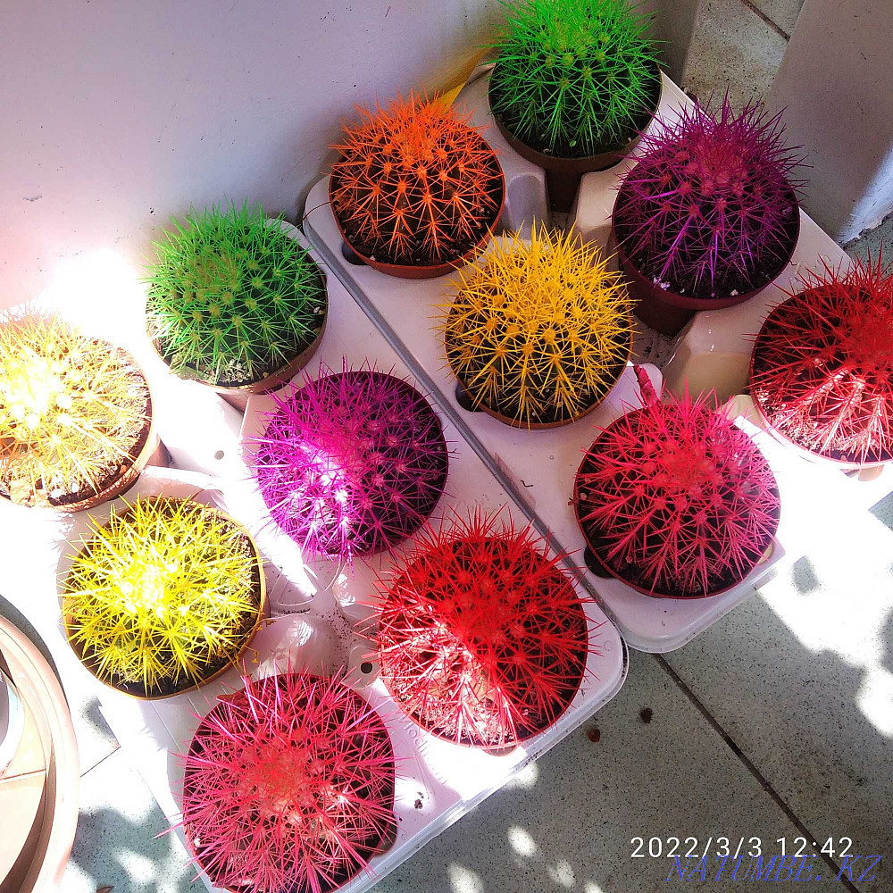 Houseplants Almaty - photo 5