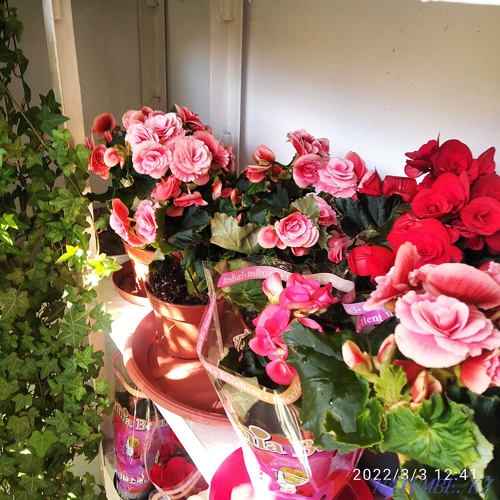 Houseplants Almaty - photo 6