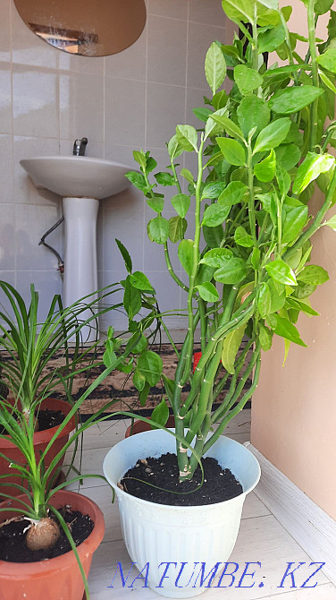 Bireui 1000tg URGENTLY Zhanaozen - photo 3