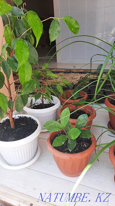 Bireui 1000tg URGENTLY Zhanaozen - photo 4