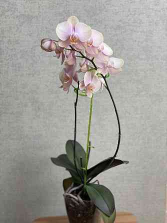 Орхидея фаленопсис Астана