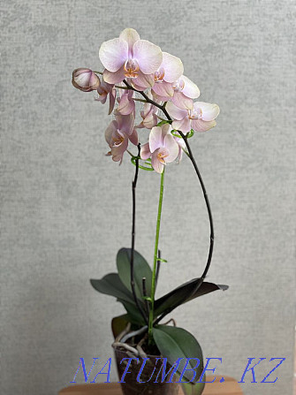 phalaenopsis orchid Astana - photo 2