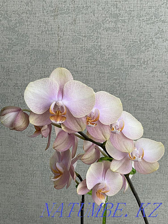 phalaenopsis orchid Astana - photo 1