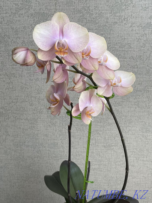 phalaenopsis orchid Astana - photo 3