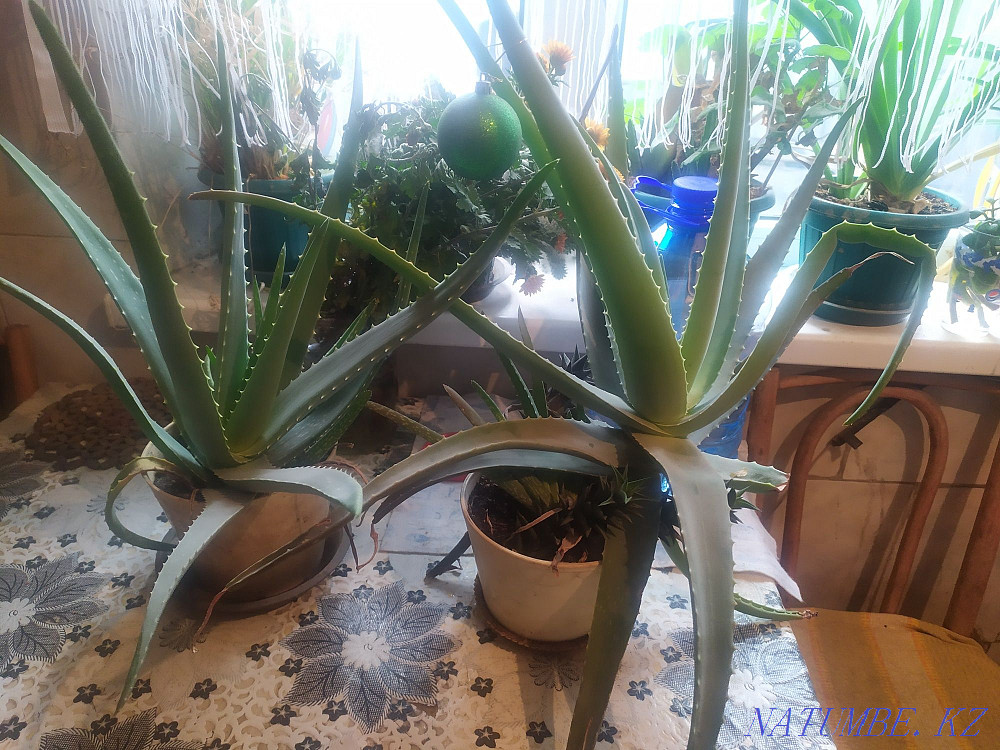 Sell aloe medicinal. Чапаево - photo 1