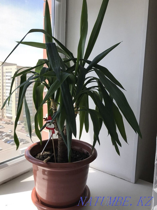 Комнатный Цветок Юкка Астана - изображение 1