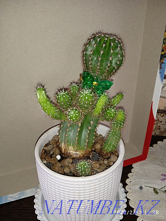 cacti in pots Petropavlovsk - photo 3