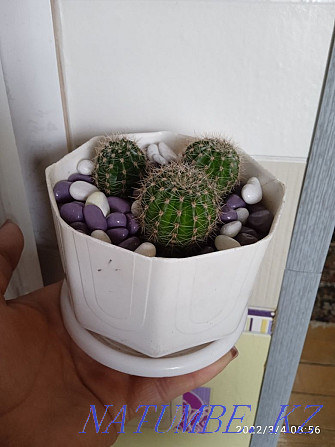 cacti in pots Petropavlovsk - photo 2