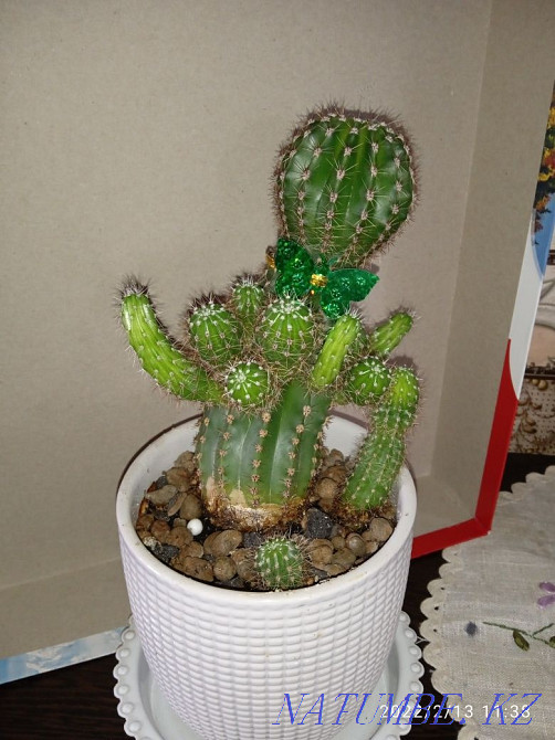 cacti in pots Petropavlovsk - photo 3