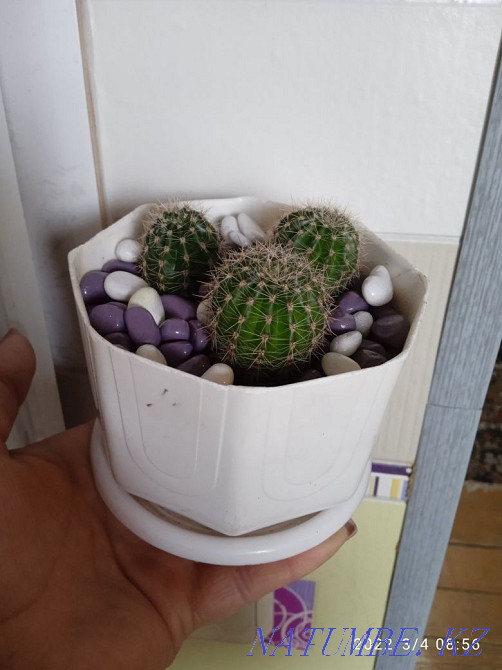 cacti in pots Petropavlovsk - photo 2