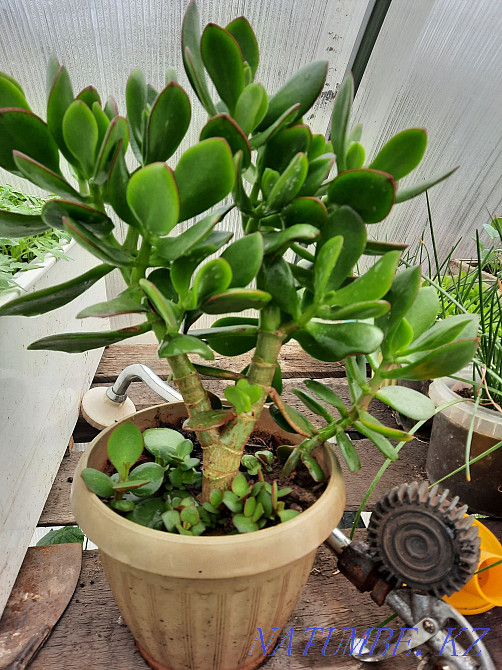 Flower "Fat Woman" Money Tree Zhezqazghan - photo 1