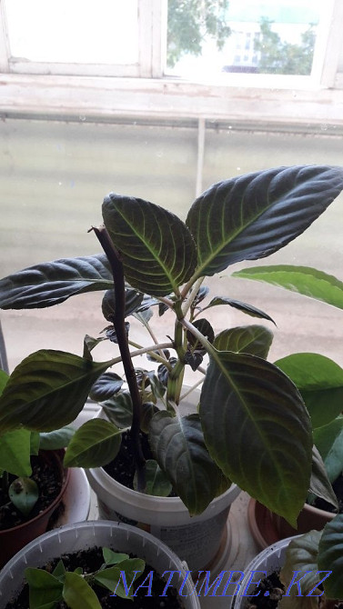 продам цветы домашние Актау - изображение 6