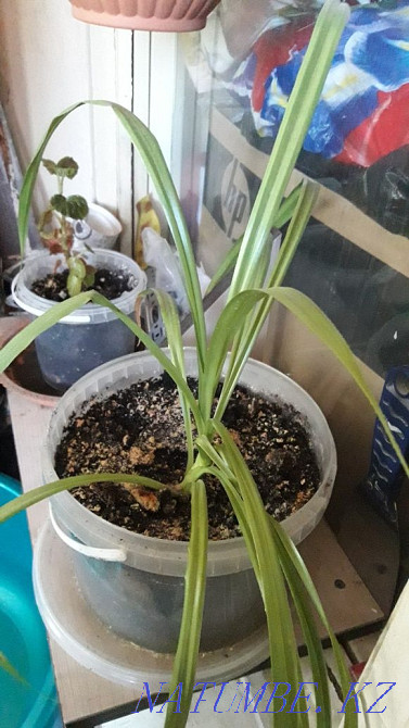 продам цветы домашние Актау - изображение 5