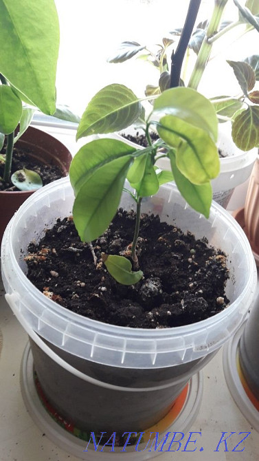 продам цветы домашние Актау - изображение 7