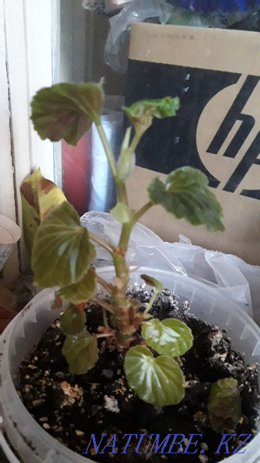 продам цветы домашние Актау - изображение 4