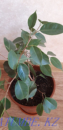 ficus benjamina Kostanay - photo 2