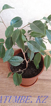 ficus benjamina Kostanay - photo 1