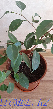 ficus benjamina Kostanay - photo 4