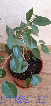 ficus benjamina Kostanay - photo 3