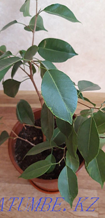 ficus benjamina Kostanay - photo 5