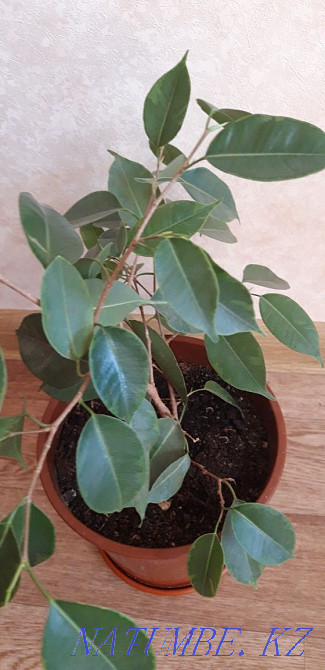 Фикус Бенджамина Костанай - изображение 2