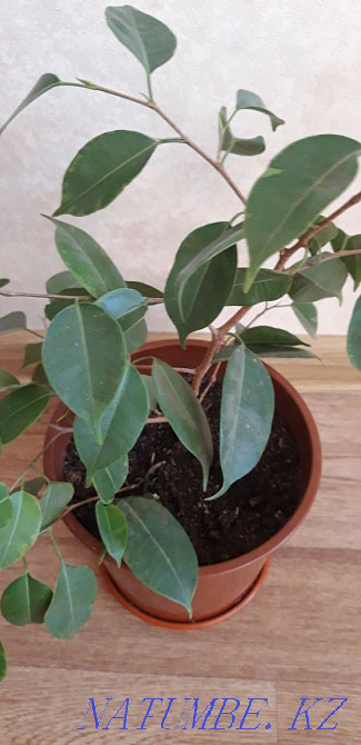 Фикус Бенджамина Костанай - изображение 4