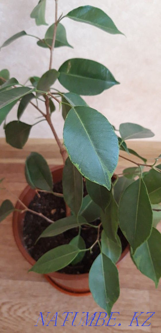 Фикус Бенджамина Костанай - изображение 5