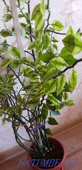 ПЕДИЛАНТУС "хребет дракона" и молодой педилантус 1200 тг Костанай - изображение 4