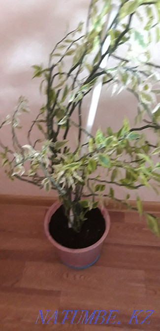 ПЕДИЛАНТУС "хребет дракона" и молодой педилантус 1200 тг Костанай - изображение 2