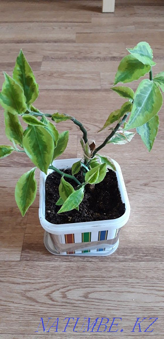 ПЕДИЛАНТУС "хребет дракона" и молодой педилантус 1200 тг Костанай - изображение 6