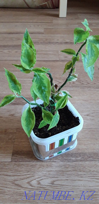 ПЕДИЛАНТУС "хребет дракона" и молодой педилантус 1200 тг Костанай - изображение 5