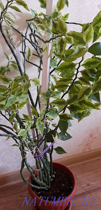 ПЕДИЛАНТУС "хребет дракона" и молодой педилантус 1200 тг Костанай - изображение 1