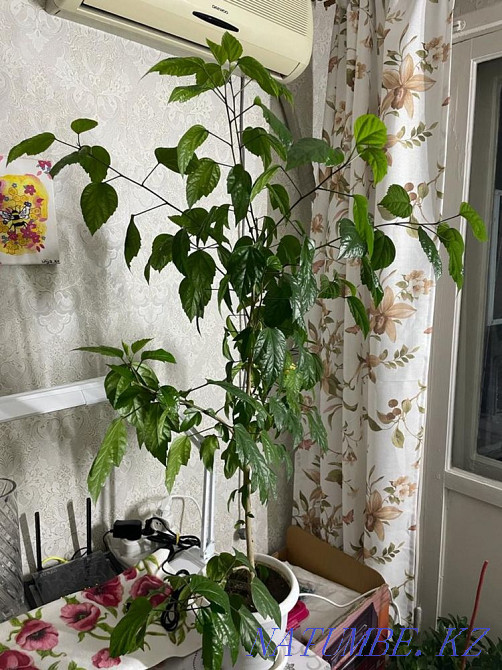 Selling flowers Ust-Kamenogorsk - photo 3