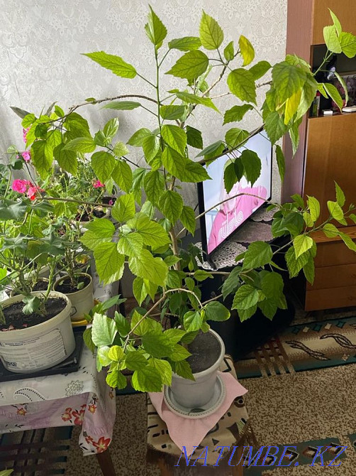 Selling flowers Ust-Kamenogorsk - photo 1