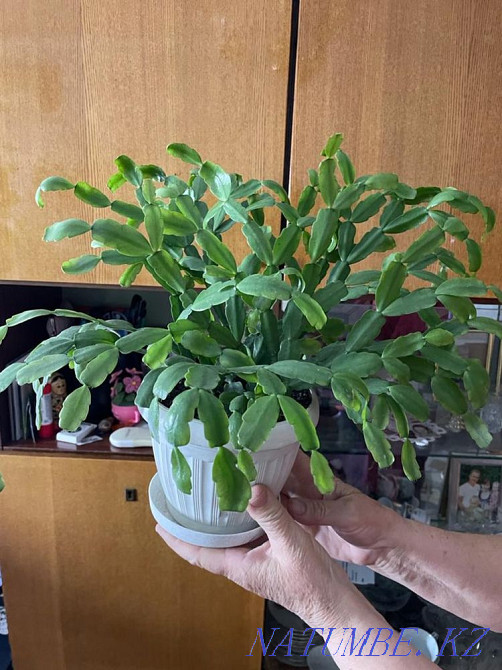 Selling flowers Ust-Kamenogorsk - photo 4