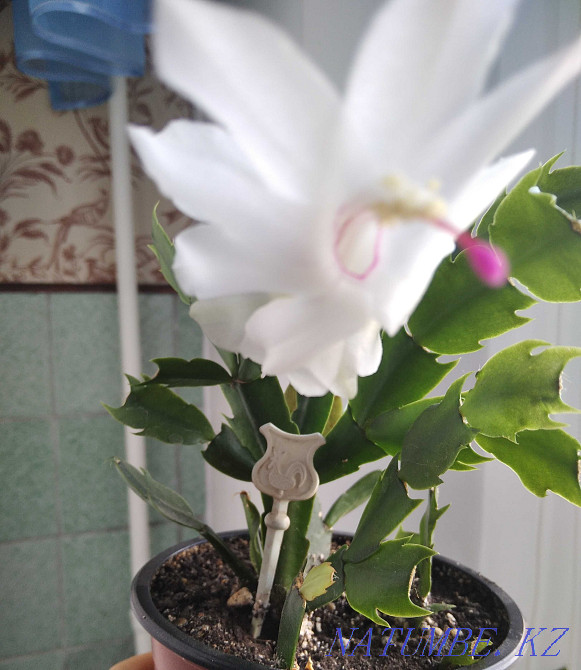 Декабрист Шлюмбергера сорт Malissa Алматы - изображение 1