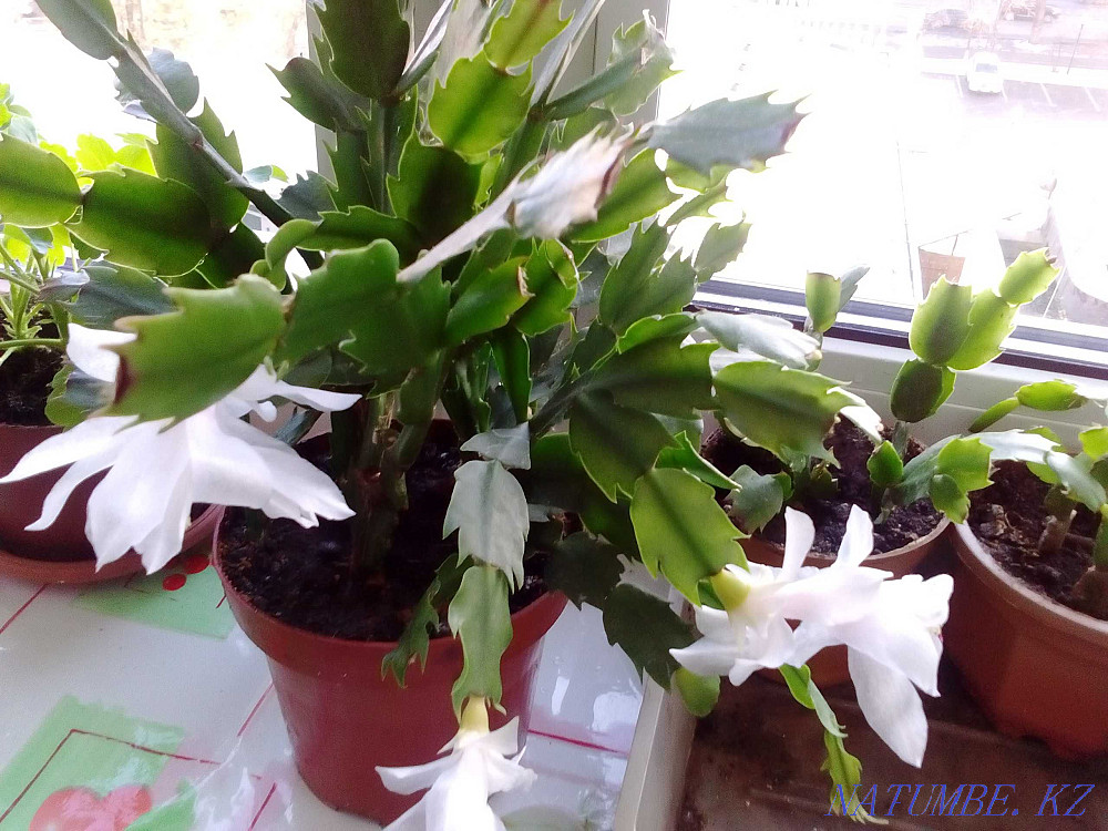 Декабрист Шлюмбергера сорт Malissa Алматы - изображение 2