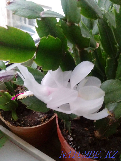 Декабрист Шлюмбергера сорт Malissa Алматы - изображение 4
